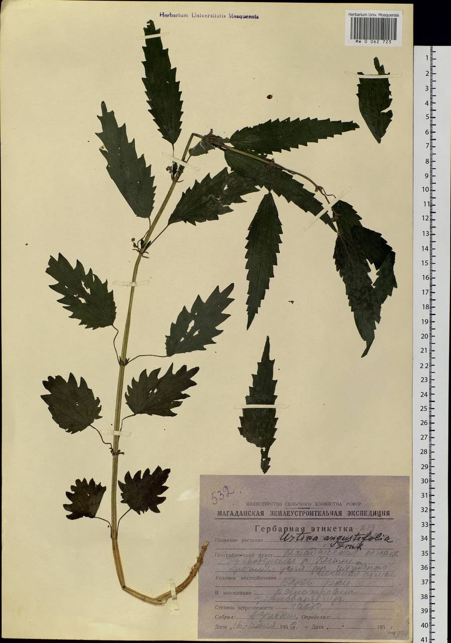 Urtica angustifolia