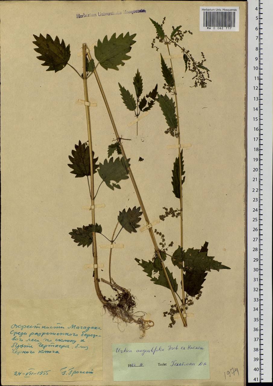 Крапива двудомная (Urtica dioica)