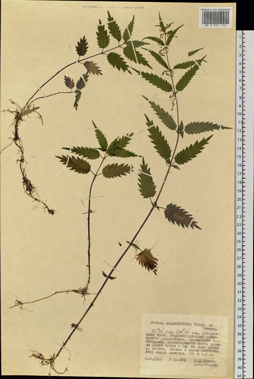 Urtica angustifolia