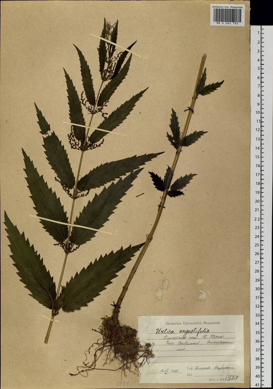 Крапива двудомная Эстетика