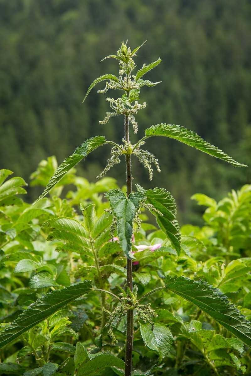 Urtica angustifolia