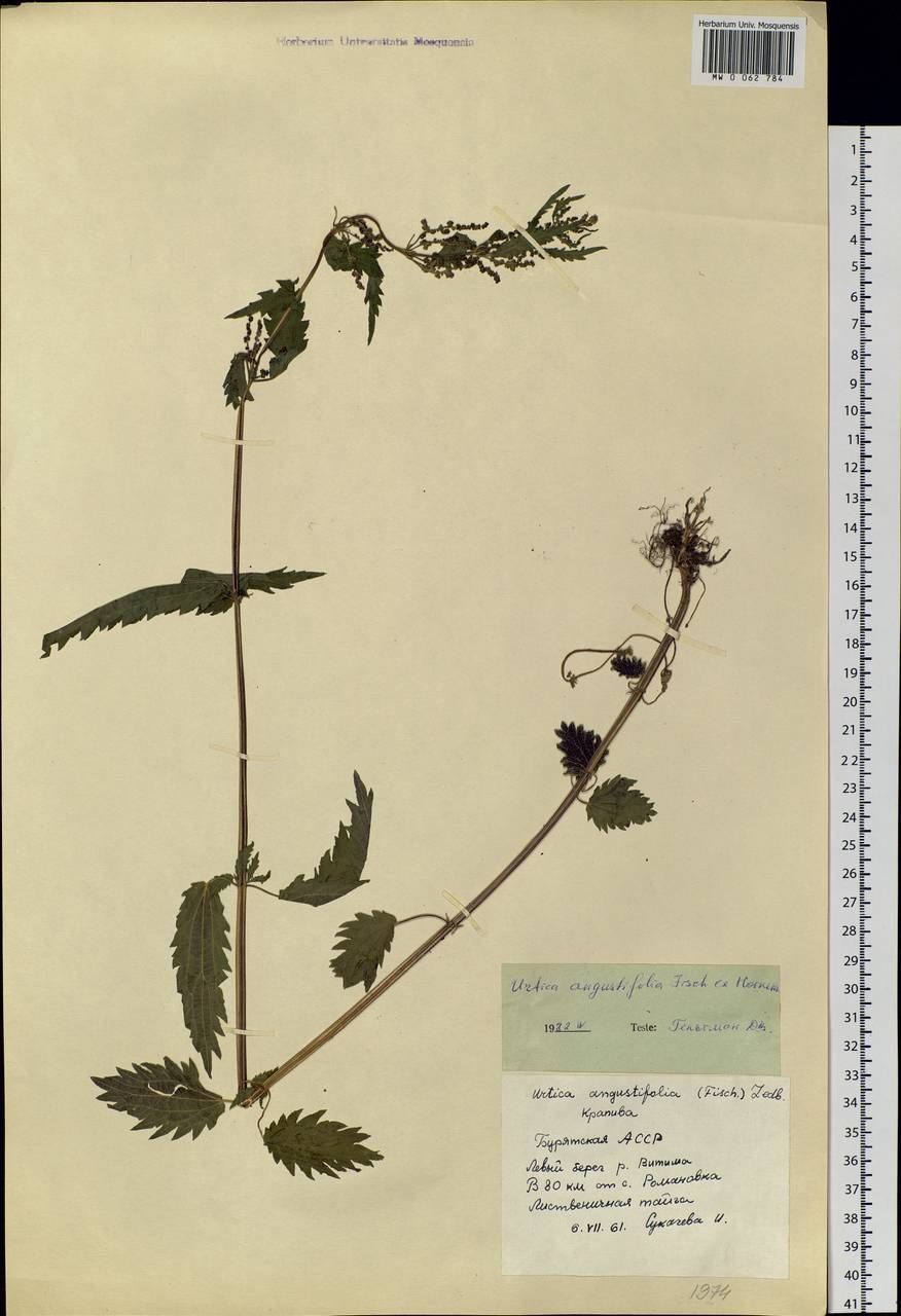 Крапива узколистная