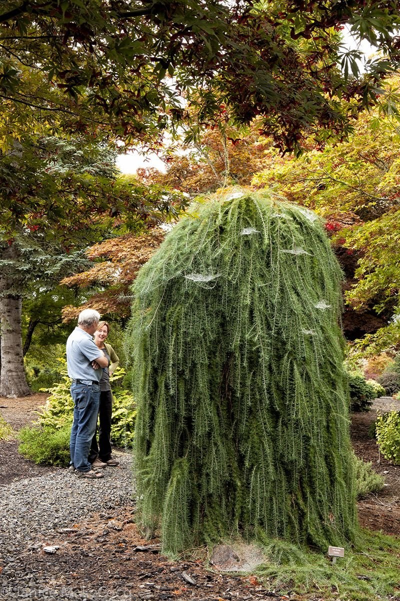 Лиственница европейская Larix decidua pendula
