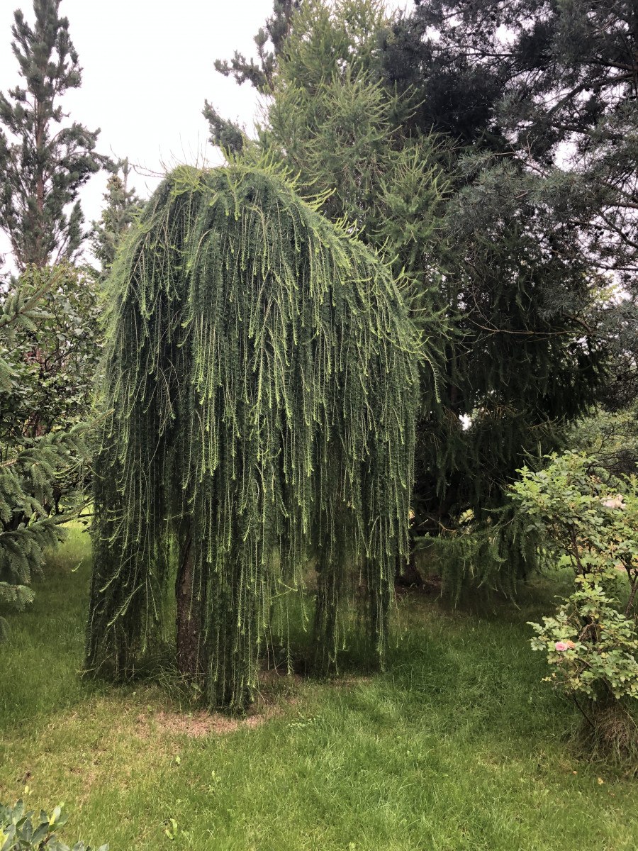 Лиственница Кемпфера Стифф Випер