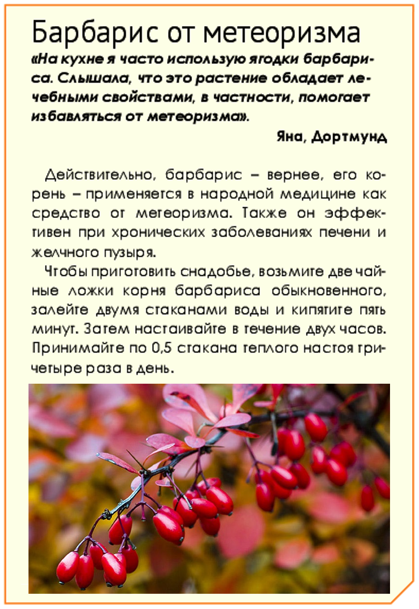 Барбарис куст