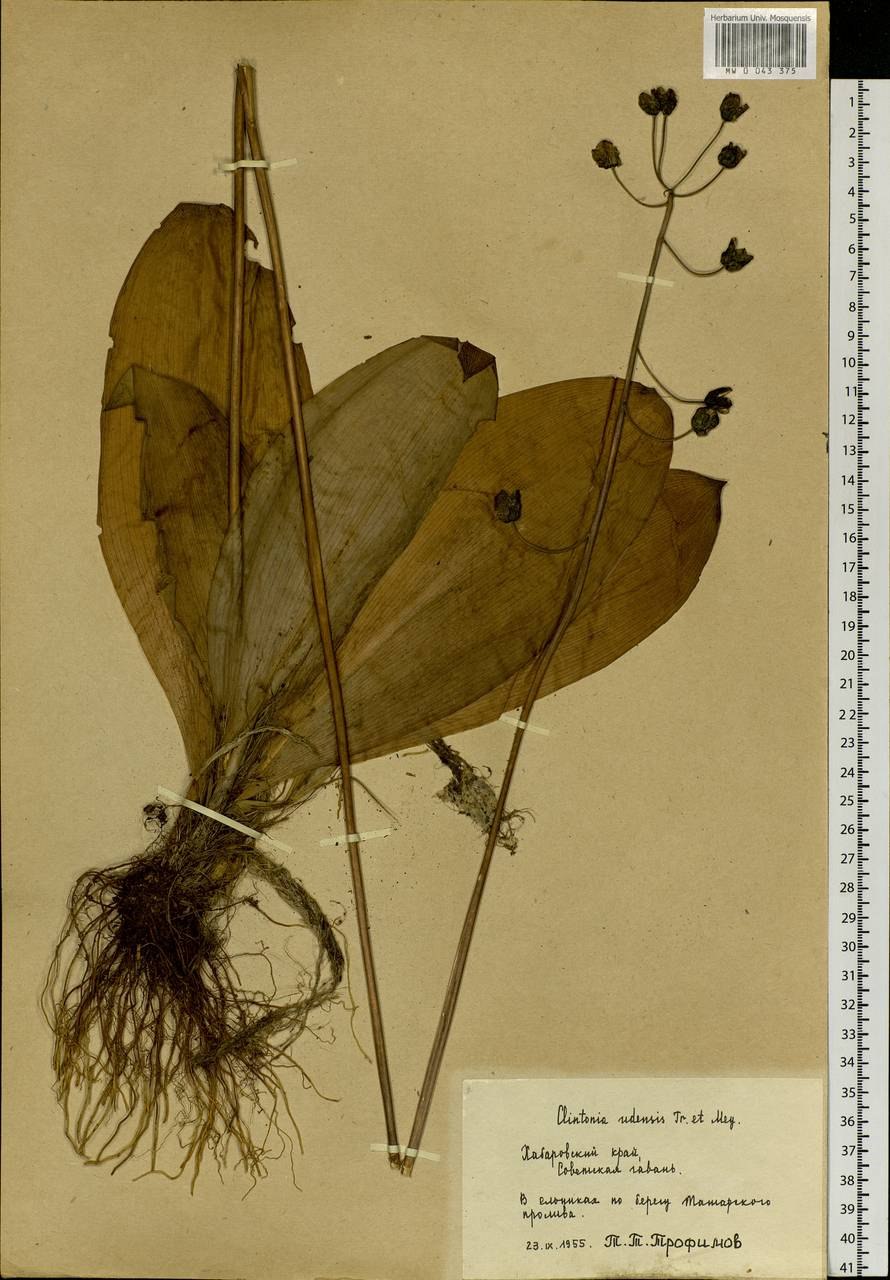 Клинтония удская растение