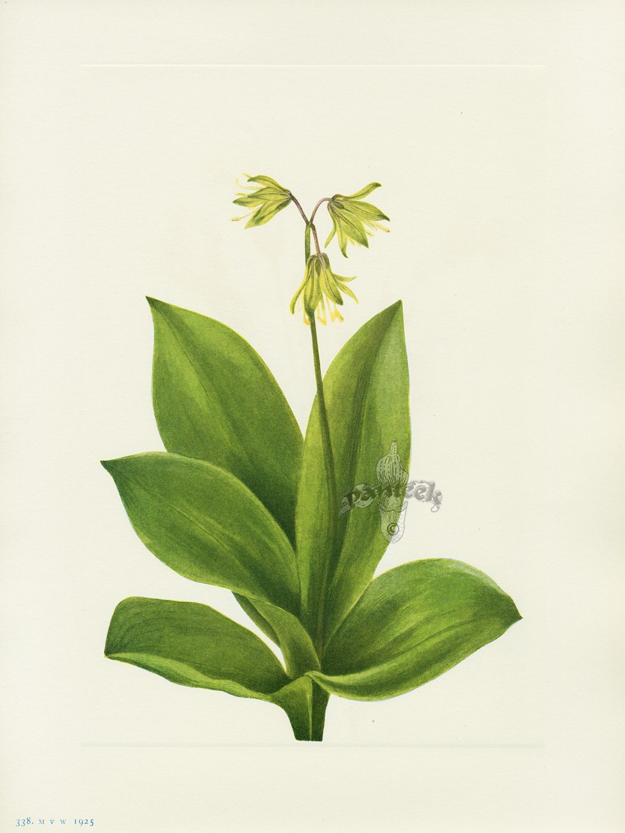 Medeola virginiana