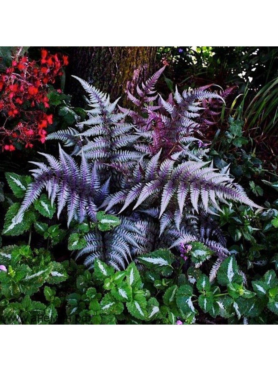 Кочедыжник ниппонский Урсулас ред