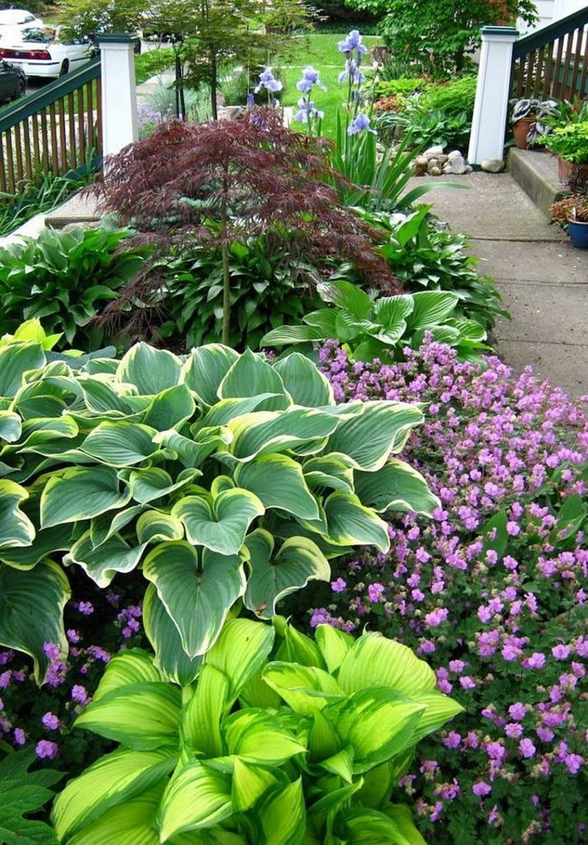 Клумбы с хостой и многолетниками