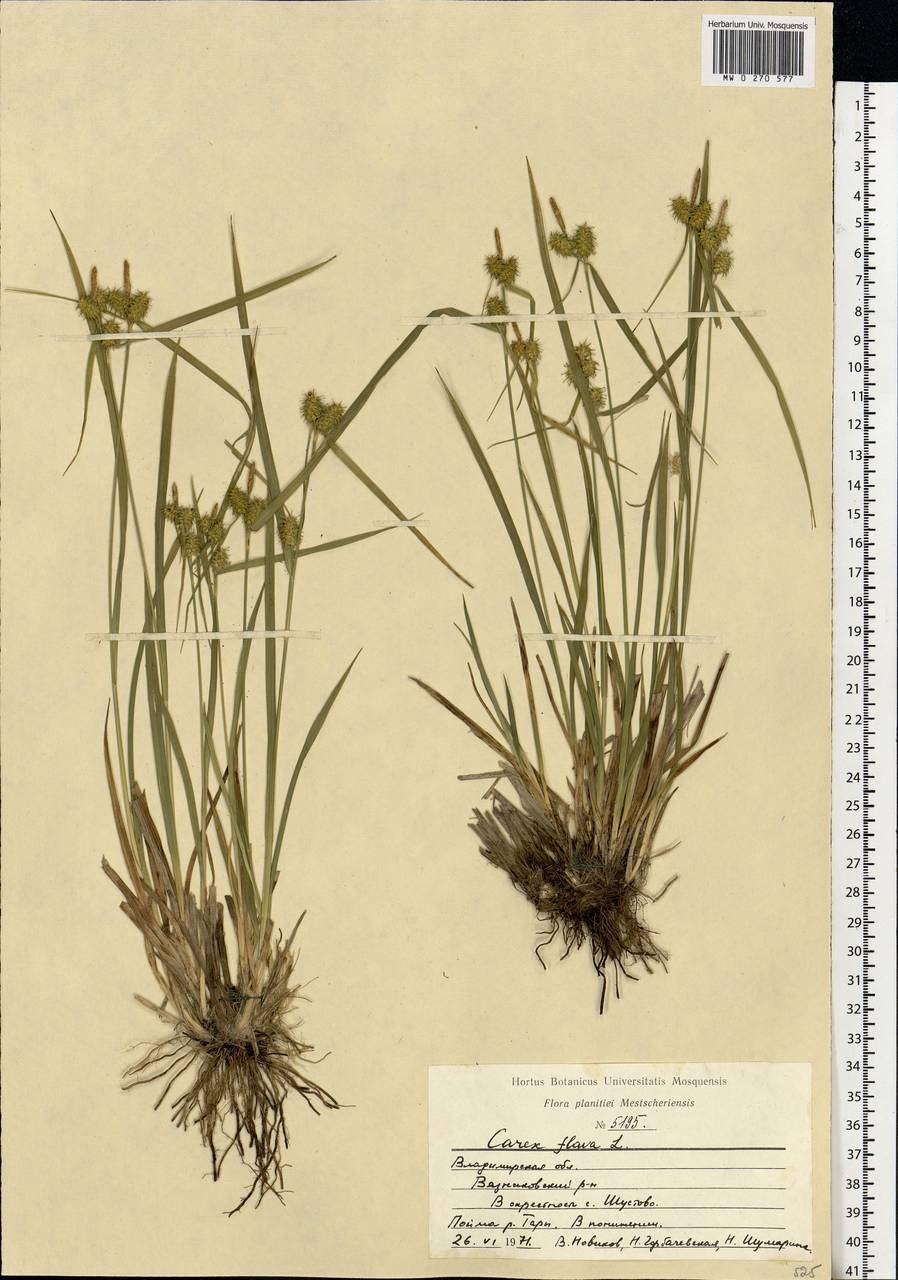 Carex lapponica