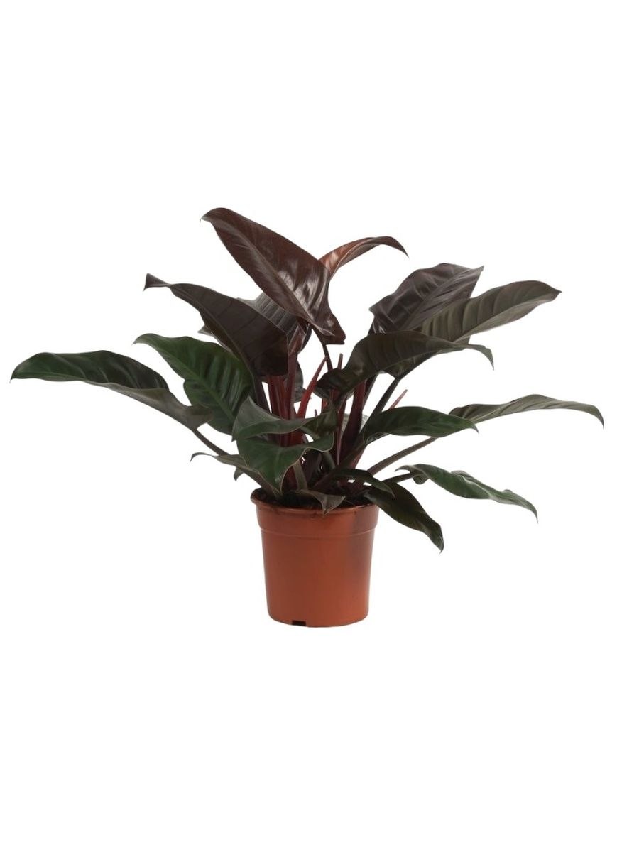 Филодендрон Ксанаду