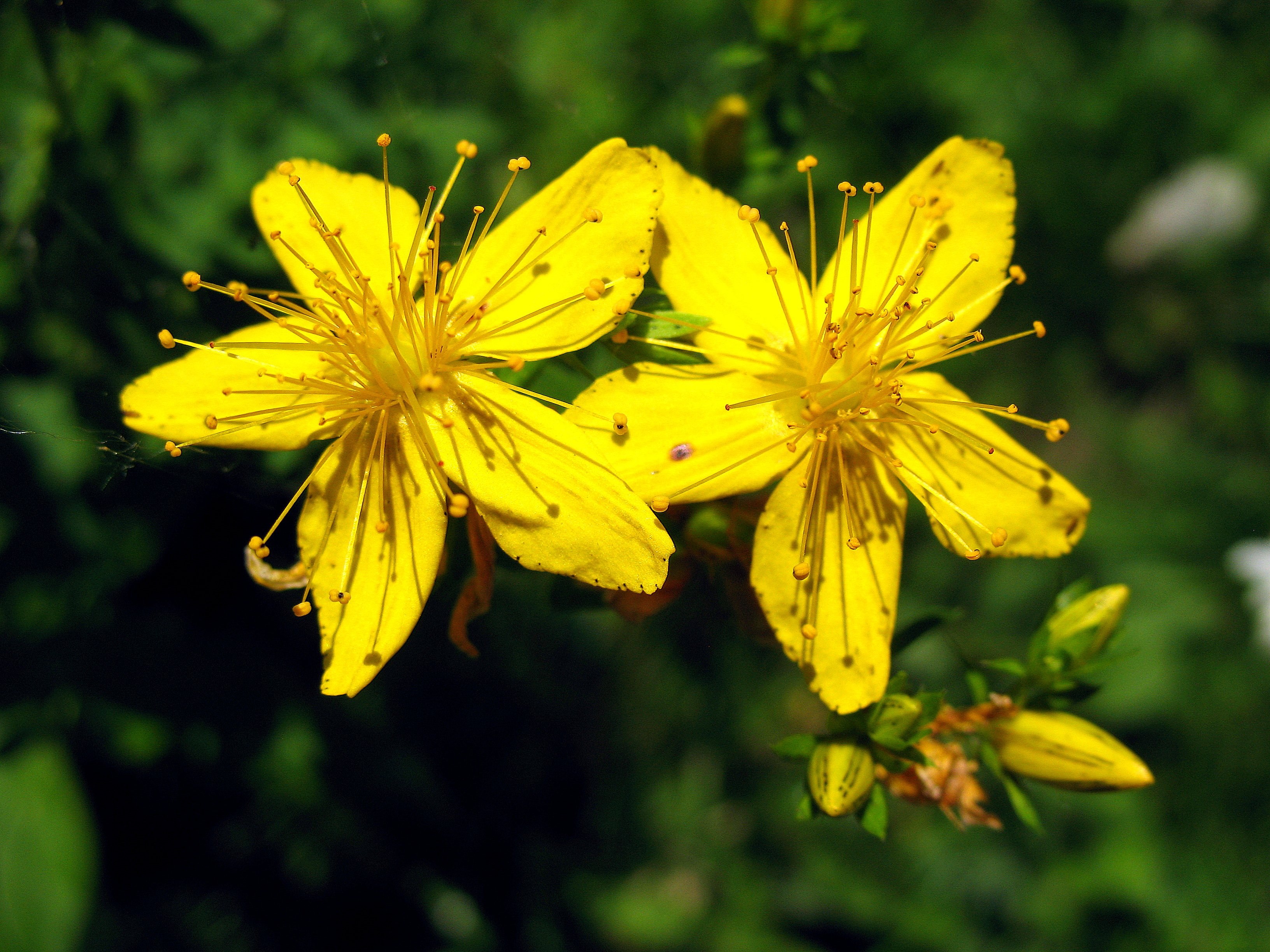 Зверобой 2 хорошо. Зверобой горный(Hypericum montanum l.). Зверобой продырявленный оптимист. Зверобой трёхграннолистный. Зверобой Альпийский.