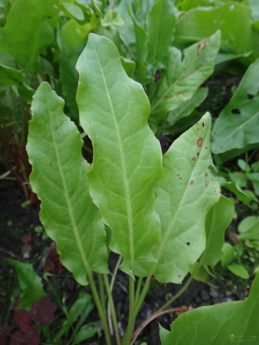 Щавель обыкновенный Rumex acetosa