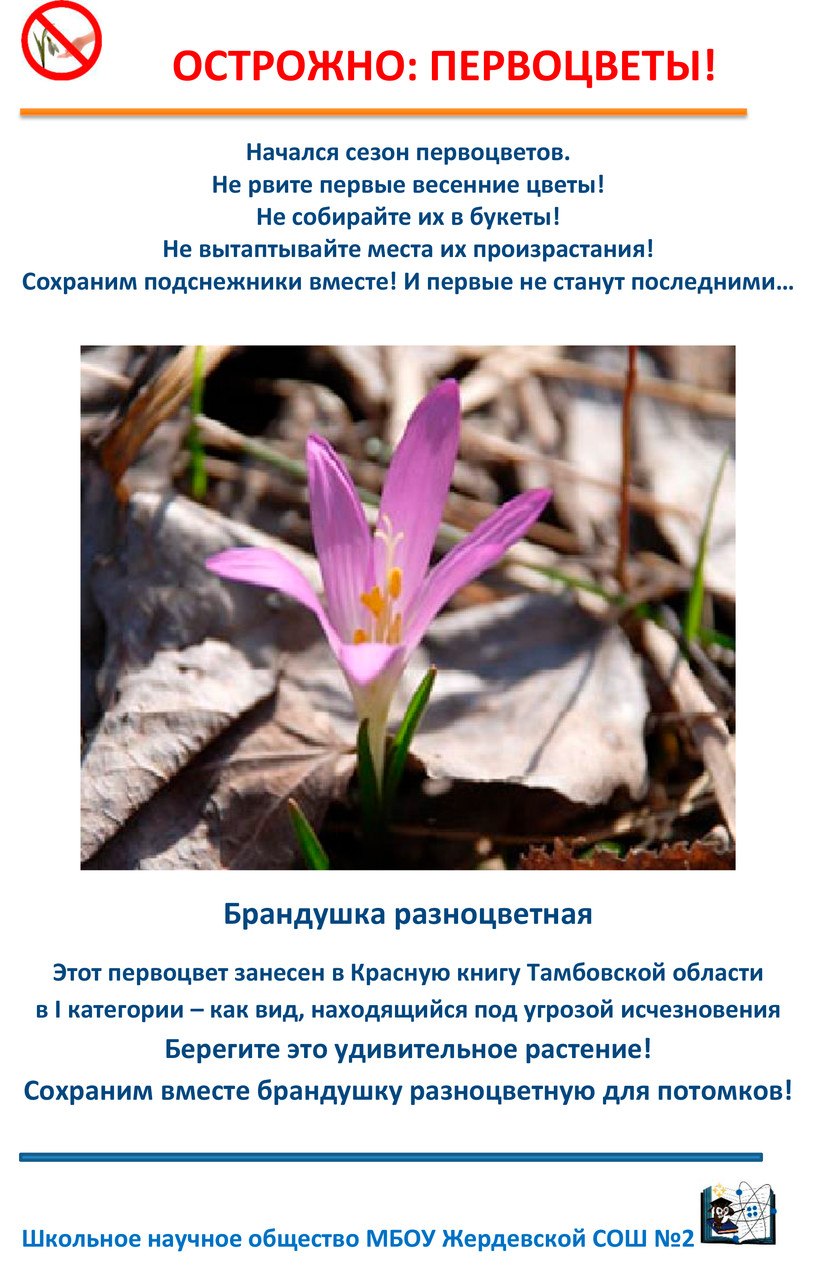 Листовка первоцветы