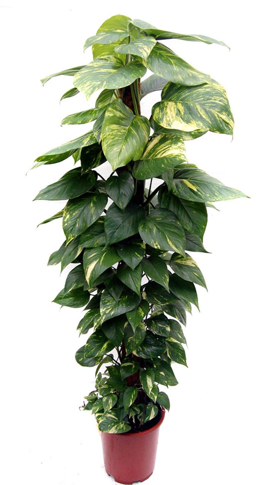 Сциндапсус вьюн лиана