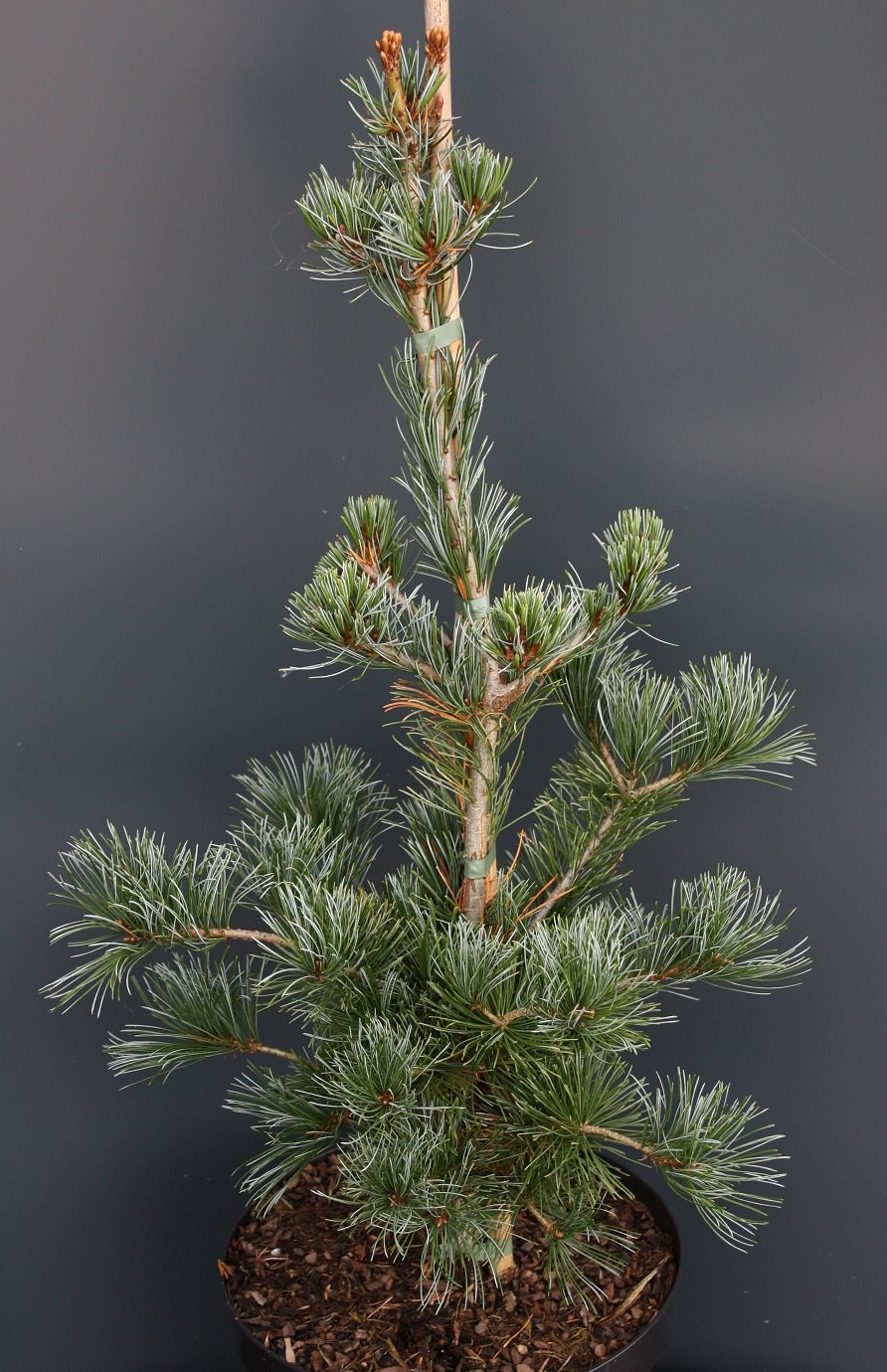 Pinus parviflora Azuma