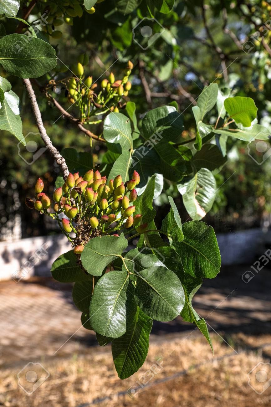 Фисташка туполистная