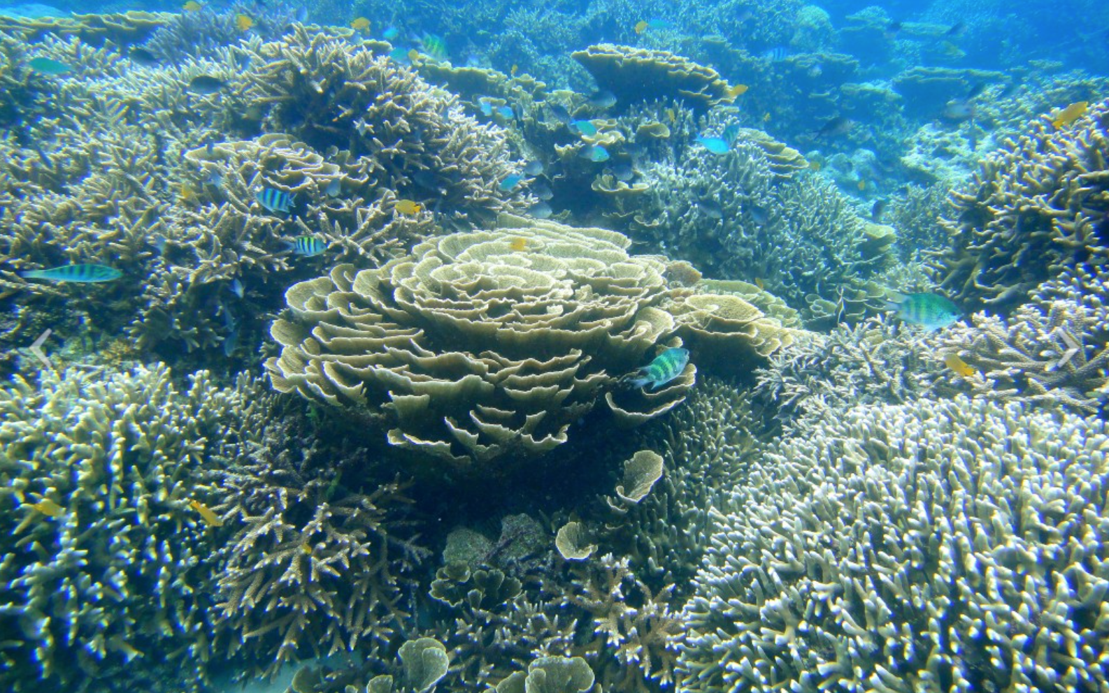 Коралловые рифы образуют. Майотта коралловый риф. Морской парк большого барьерного рифа. Коралловые рифы Бали. Индийский океан кораллы Fungia.