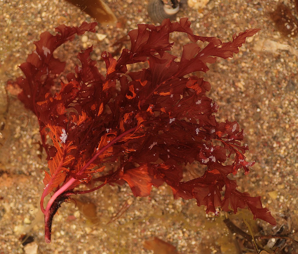 Почему водоросли красные. Delesseria sanguinea. Красные водоросли делессерия. Порфира водоросль. 32.Делессерия/.