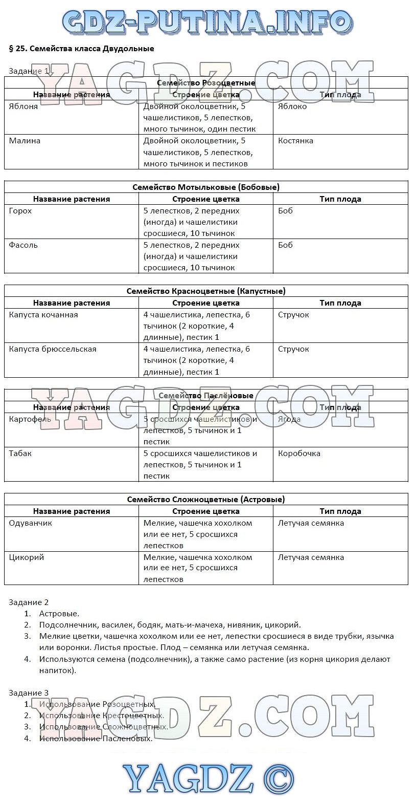 Гинецей шиповника