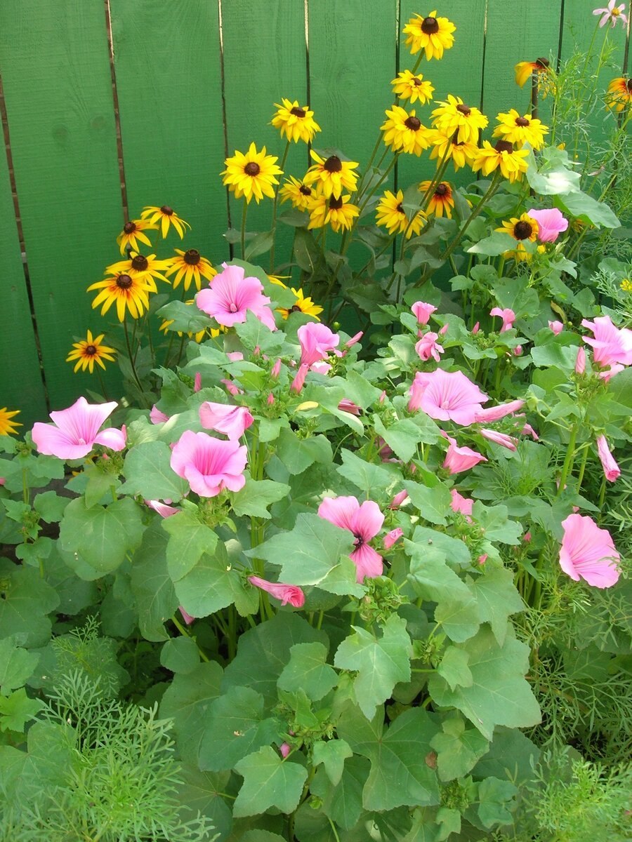 Петуния в рокарий