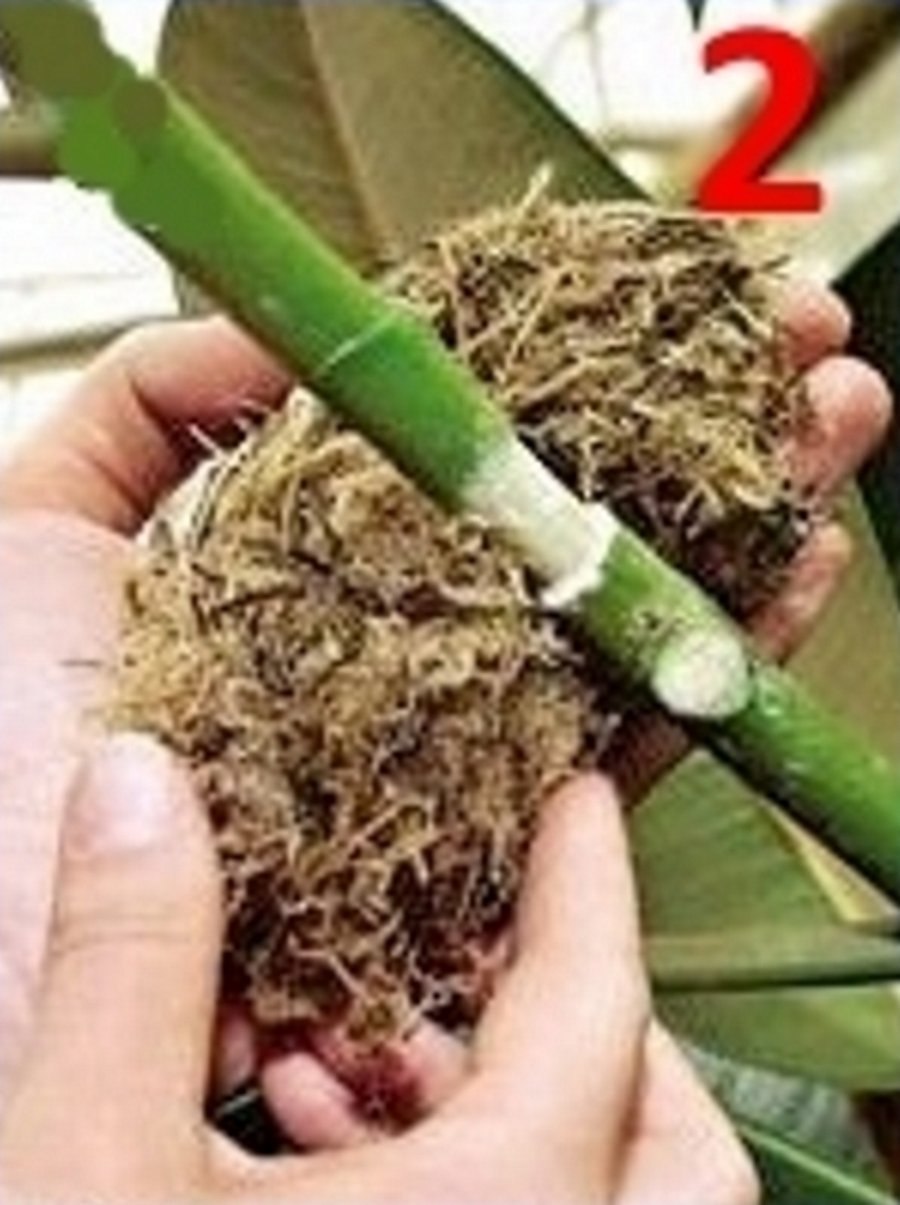 Воздушная отводка фикуса