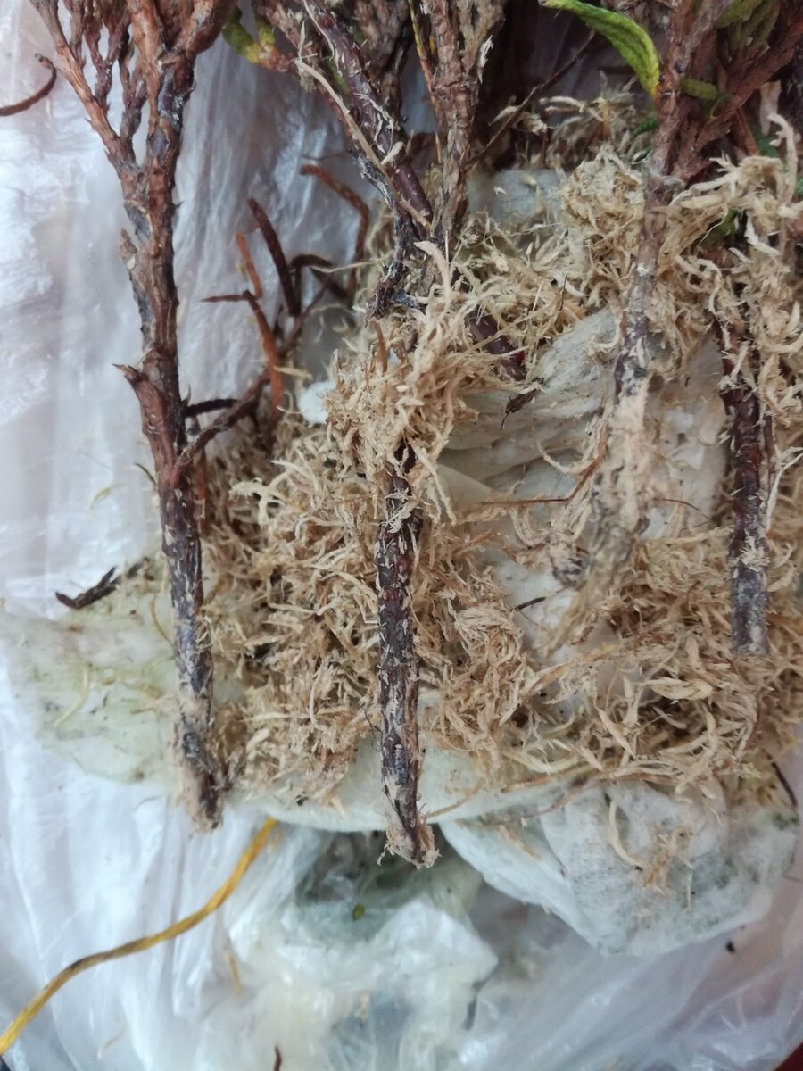 Корни у черенков туи