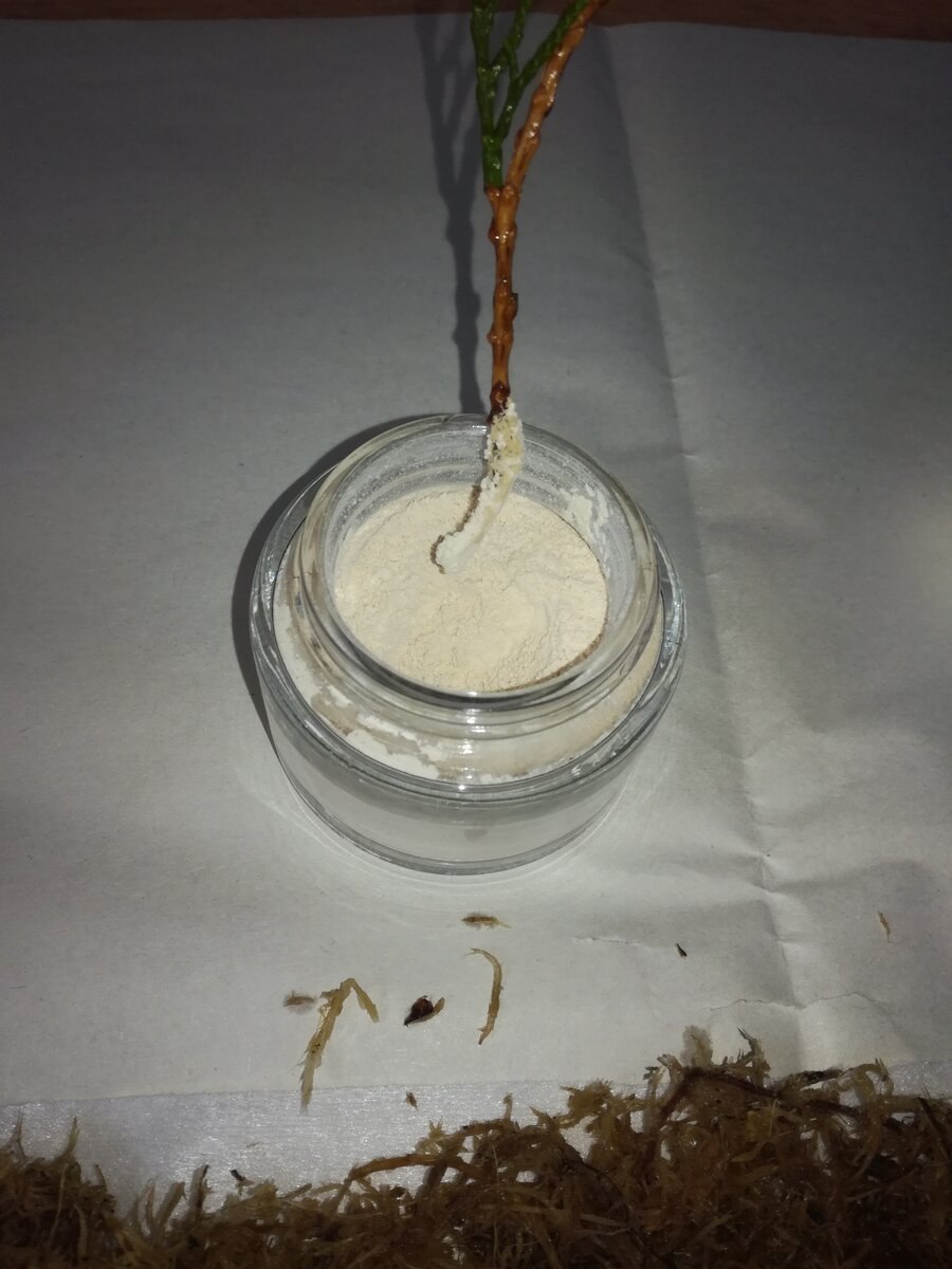 Корневин для черенков туи