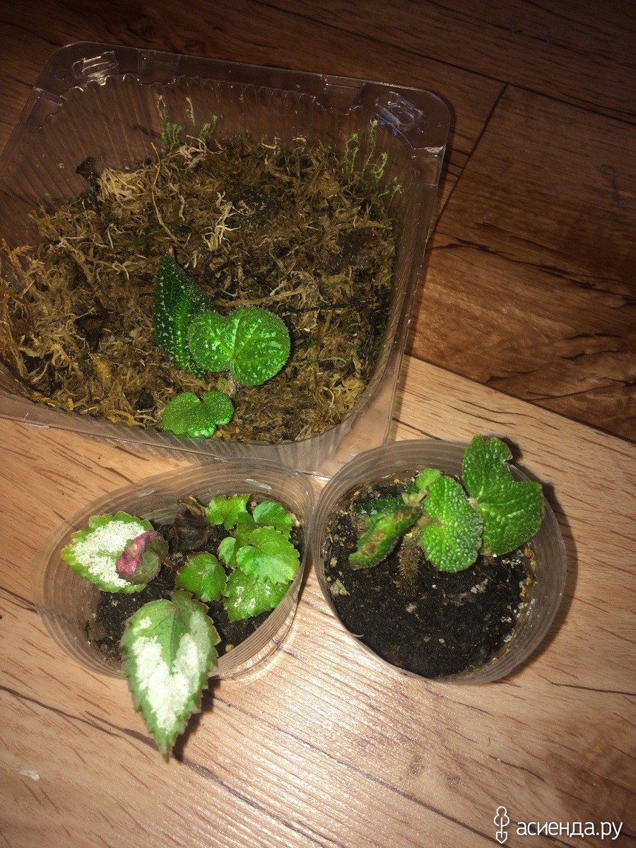 Укоренение листьев в сфагнуме