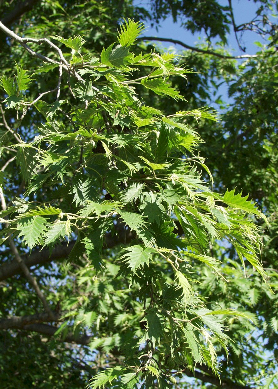 Сумах оленерогий Аурея