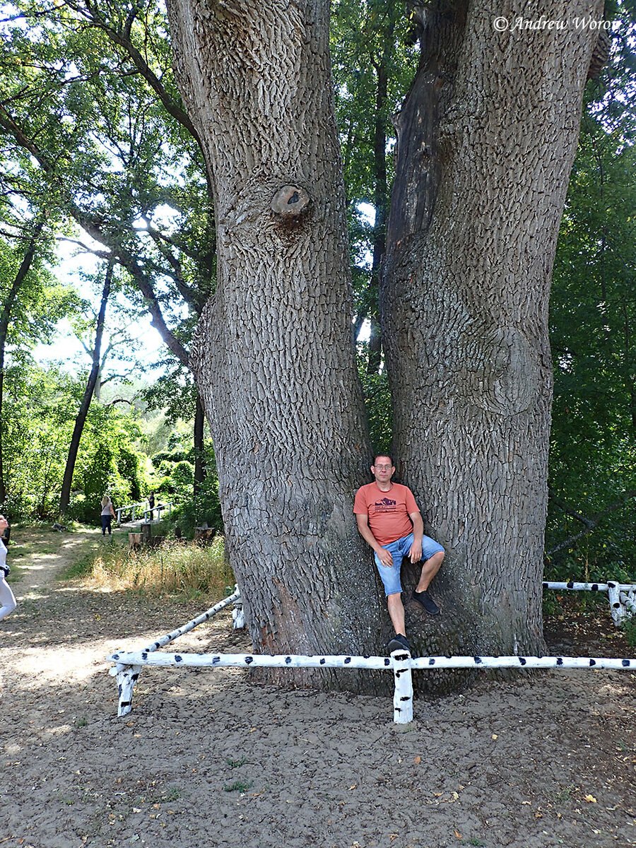 Дуб великан Пшада