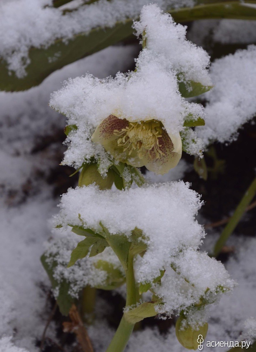 Морозник зимняя роза