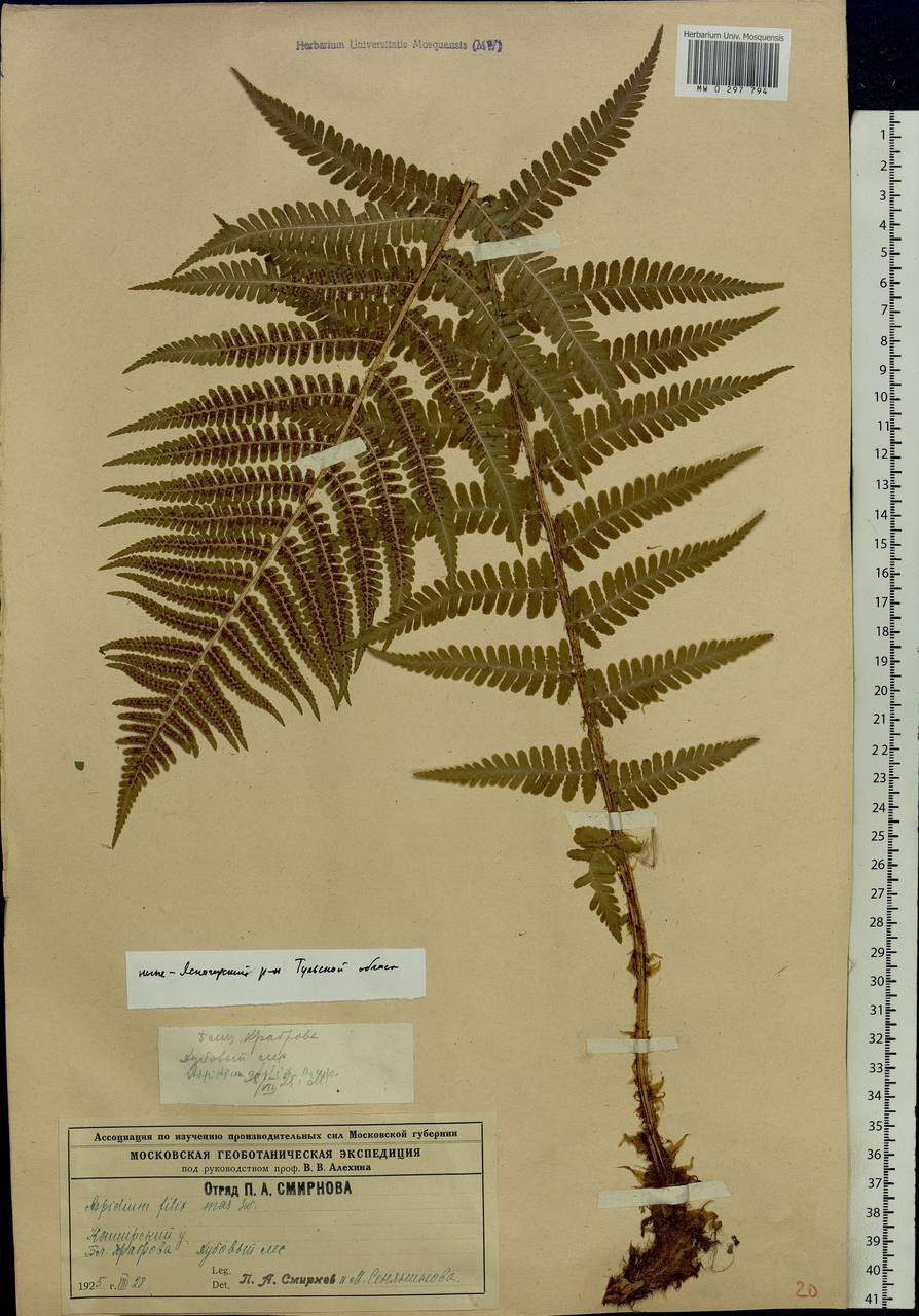 Цикл развития папоротника схема