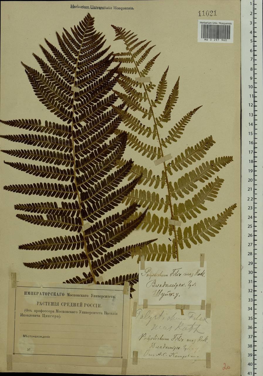 Корневище щитовника мужской dryopteris filix-mas