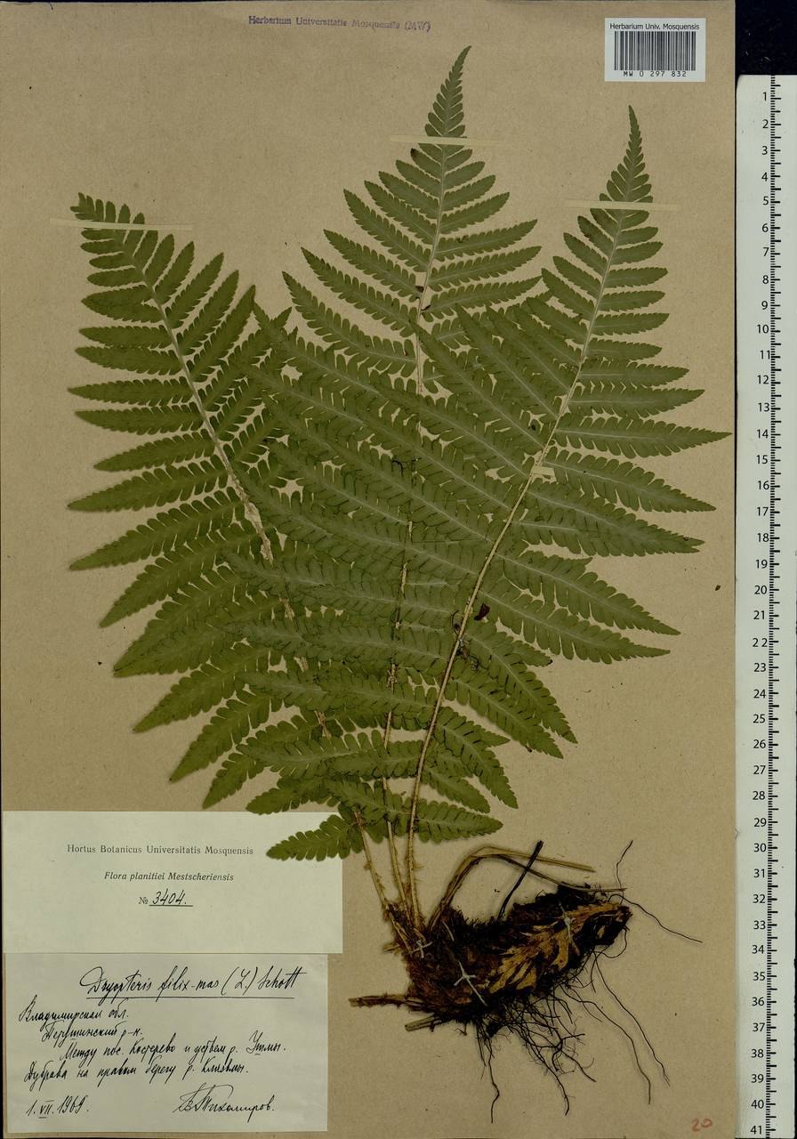 Род Щитовник