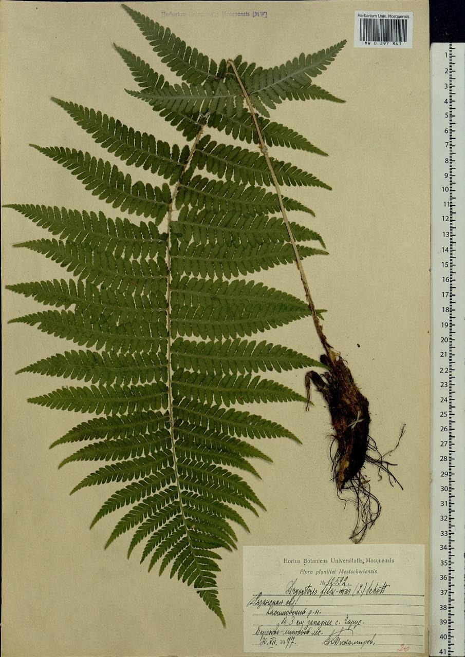 Строение папоротниковидных растений