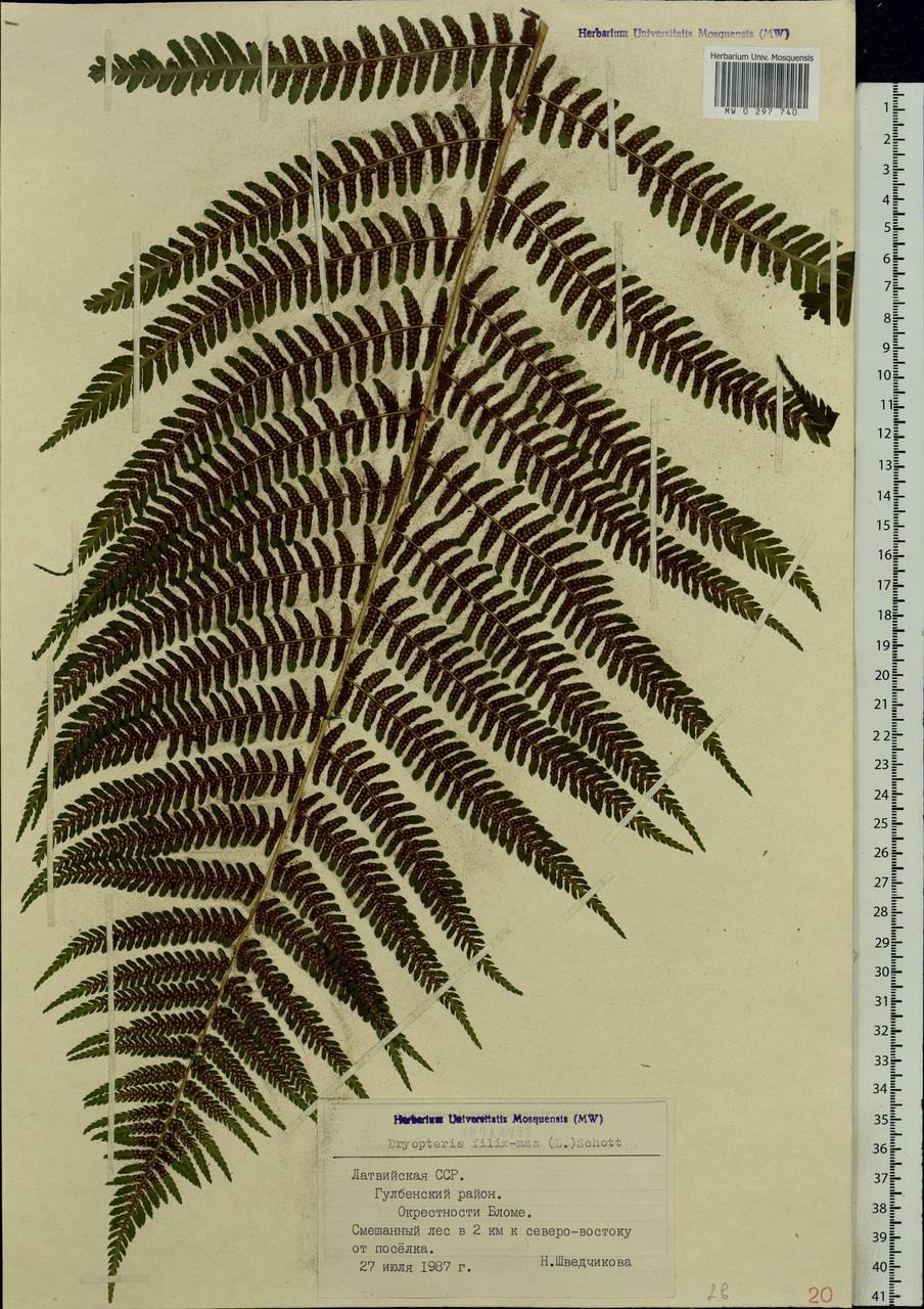 Систематика папоротника щитовника