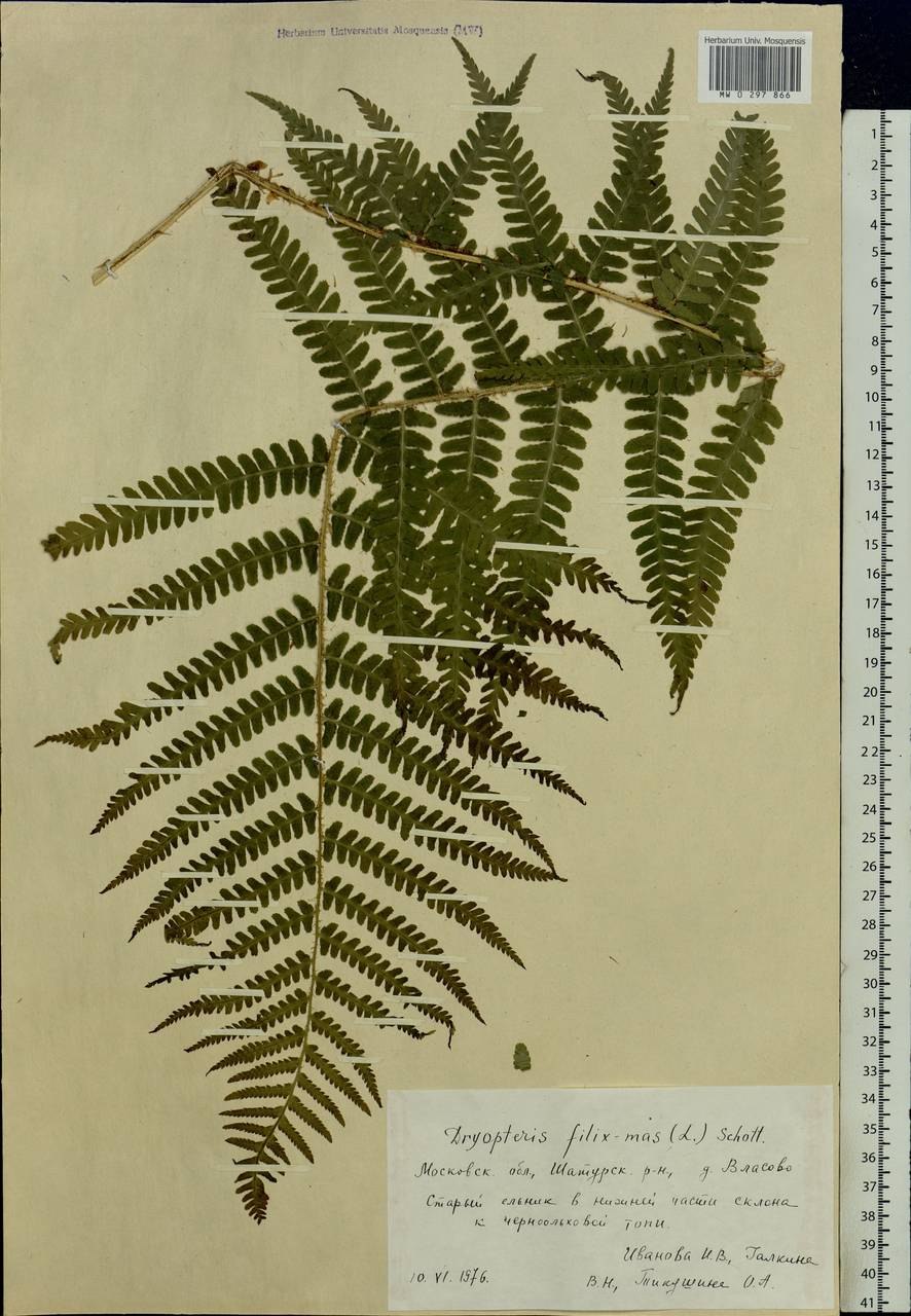 Dryopteris filix mas Schott