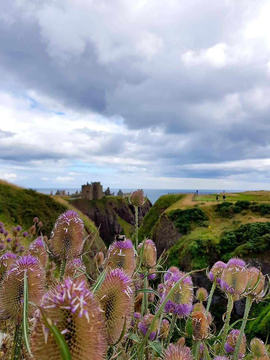 Альба растение Шотландии