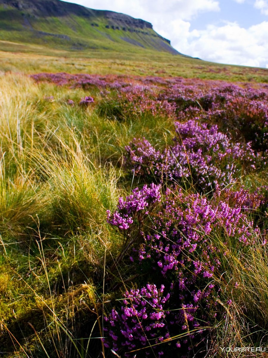 Пурпурный Вереск