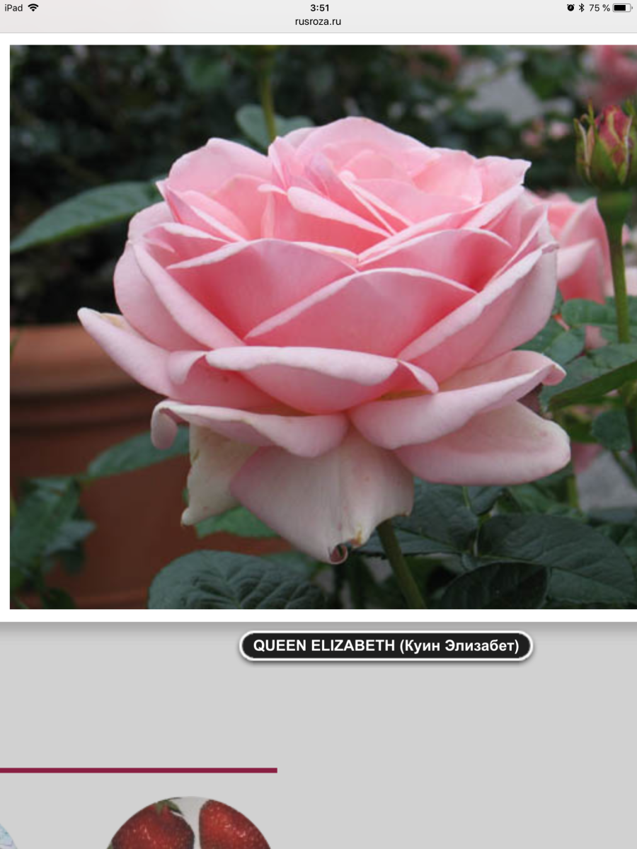 Роза Эшли Тантау