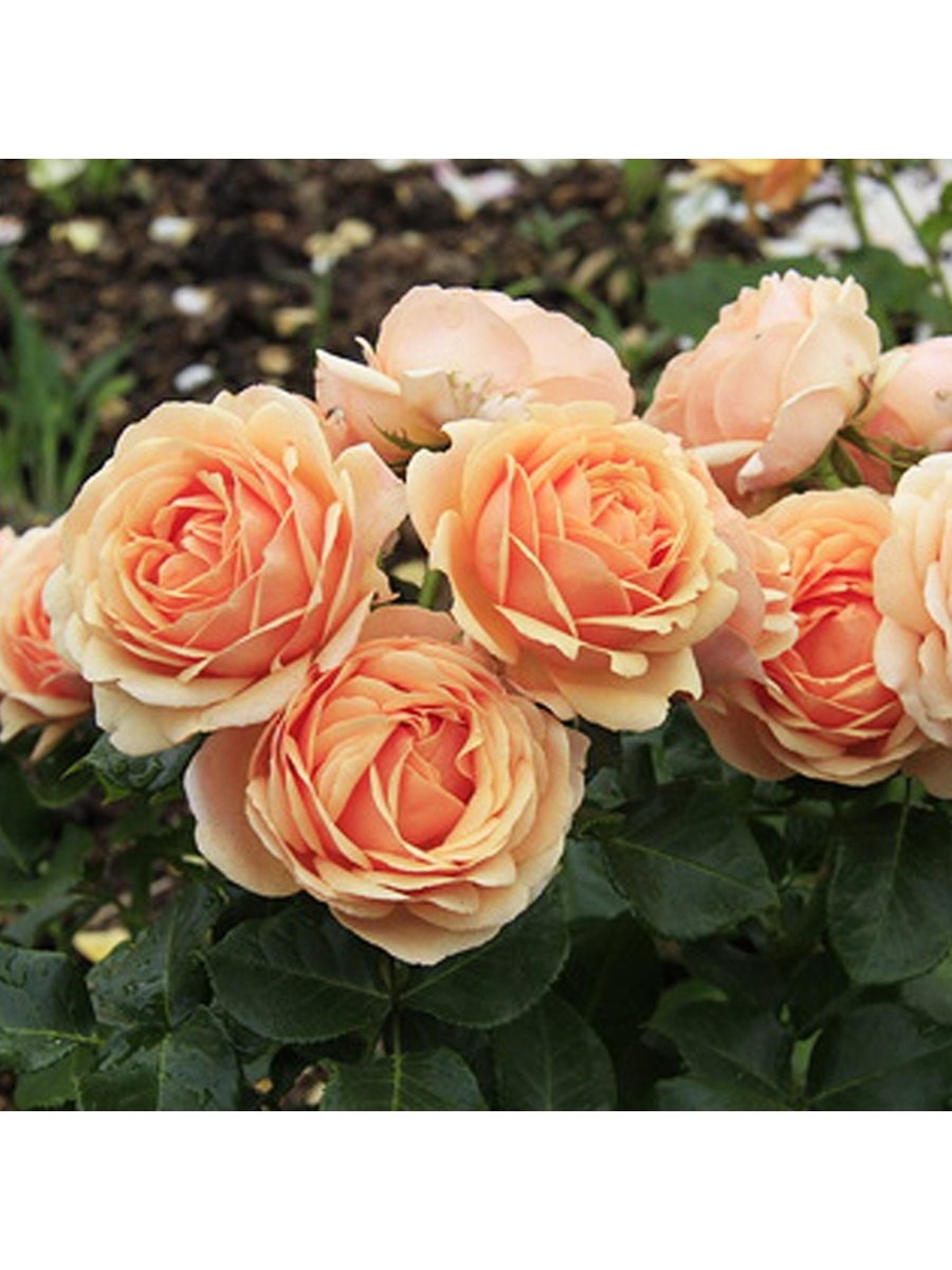 Цветок Sans Souci