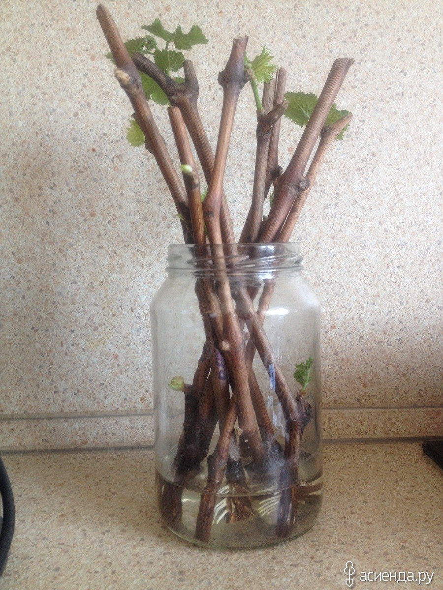 Размножение винограда черенками весной