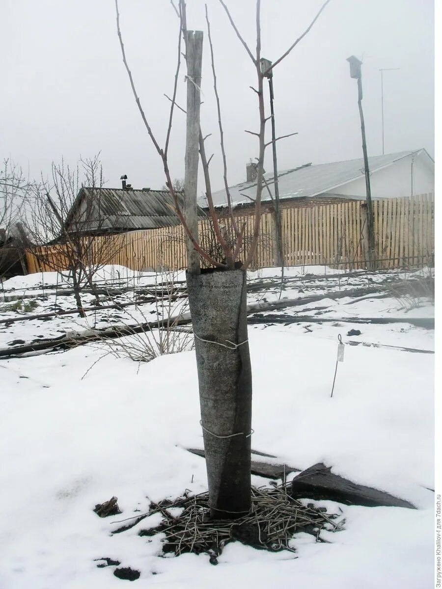 Укрытие саженцев яблонь от Зайцев