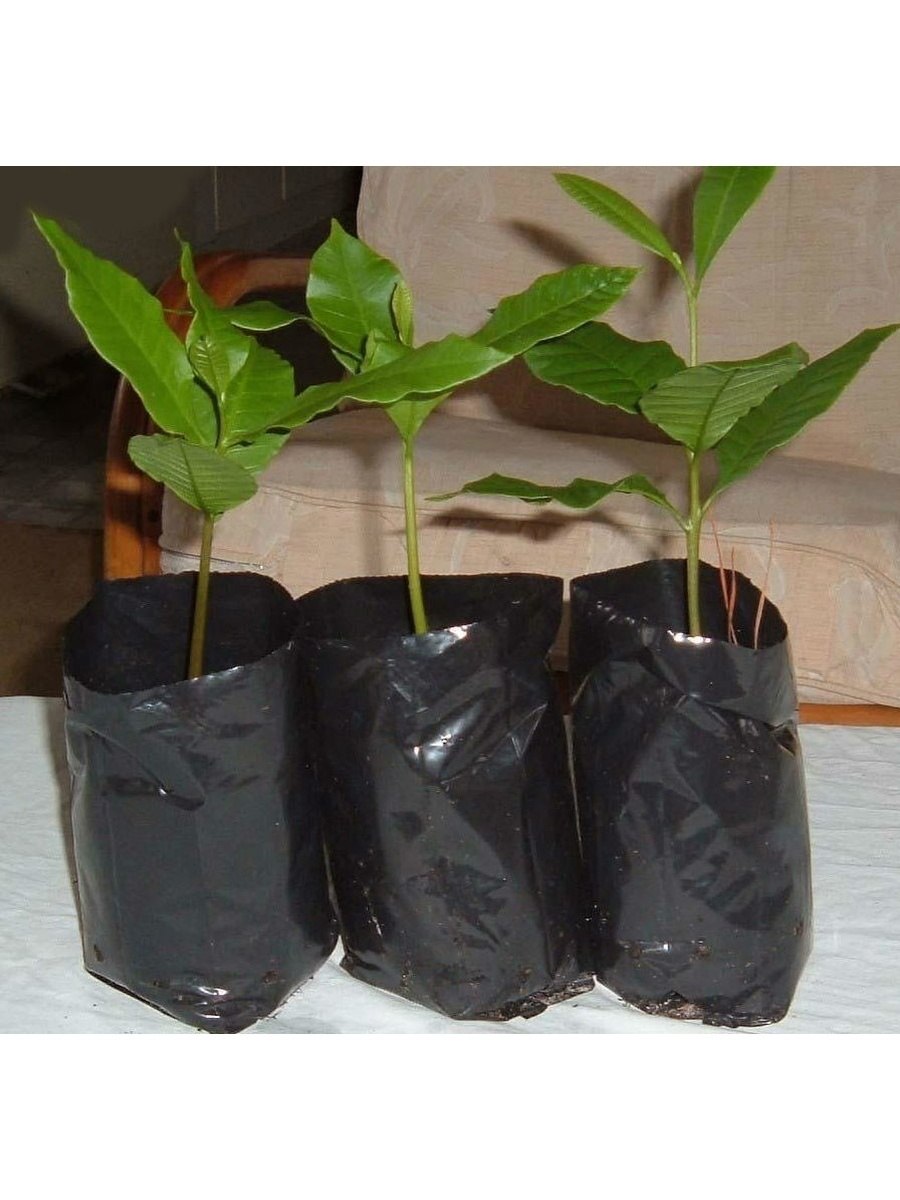 Черенки метельчатой гортензии