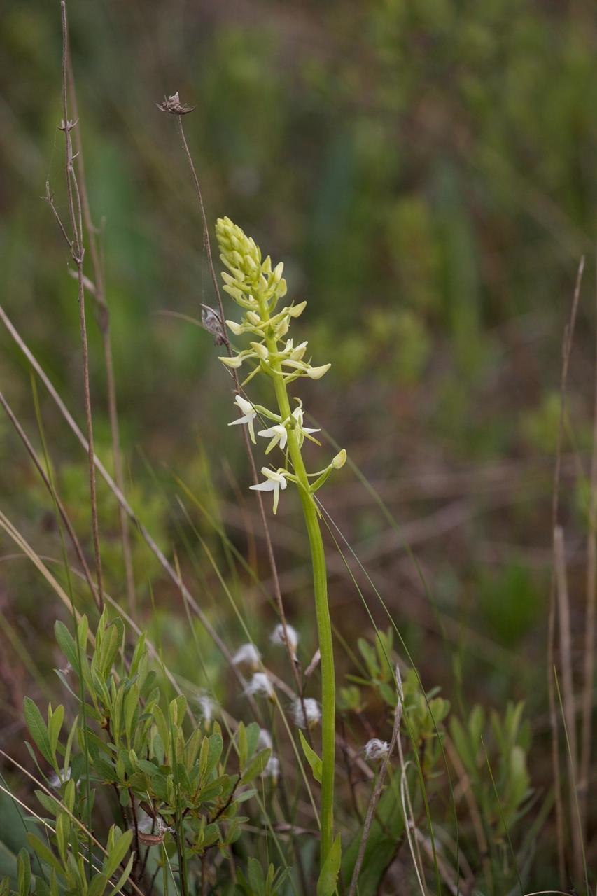 Любка двулистная коробочка