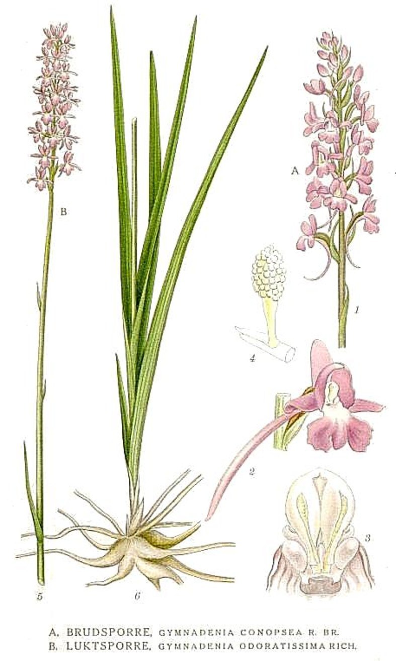 Gymnadenia conopsea