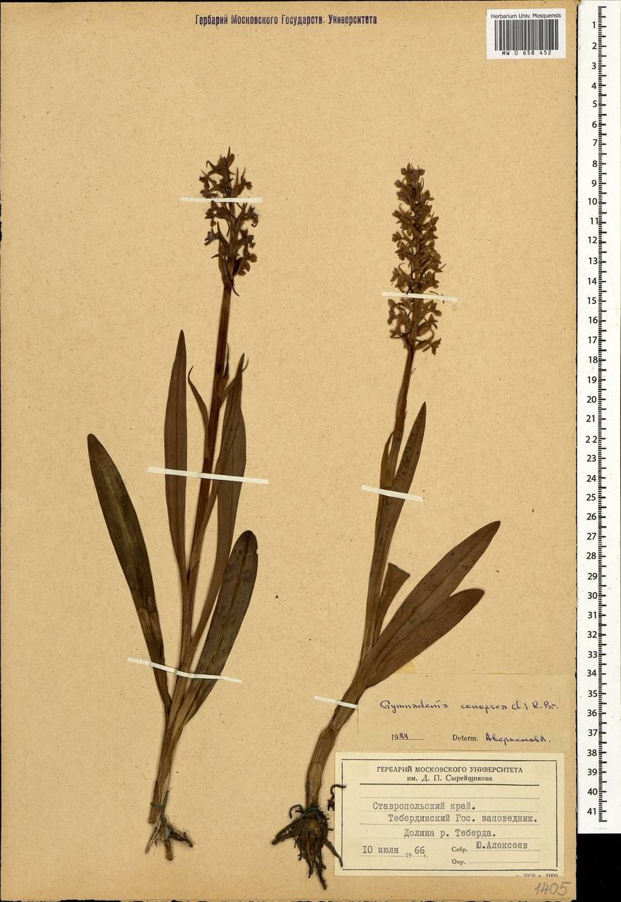 Gymnadenia conopsea