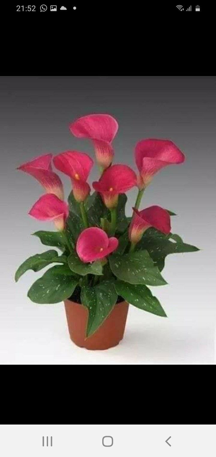 Калла белокрыльник комнатная