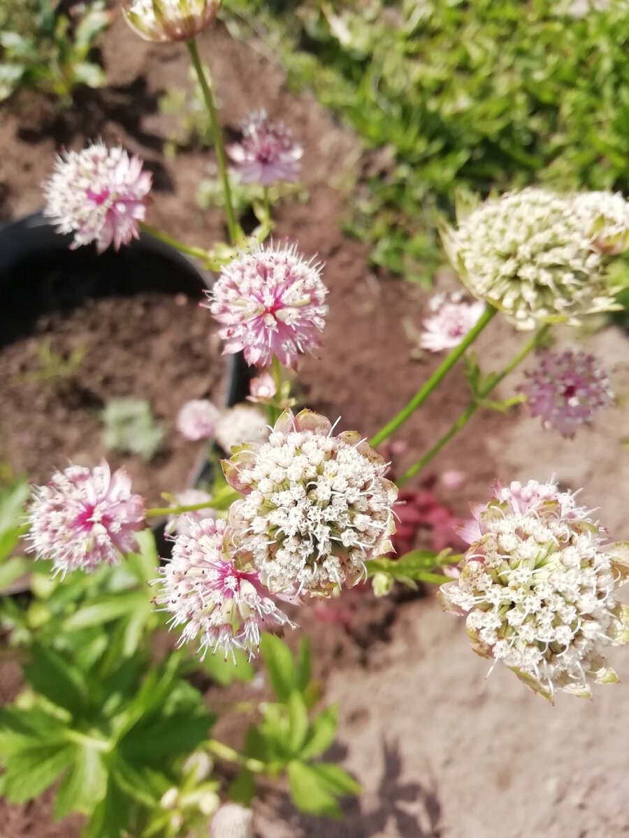 Астранция чаги